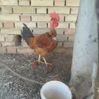 خروس|حیوانات مزرعه|ایذه, |دیوار