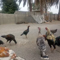 چندتا خروس افغان ولاری ومحلی|حیوانات مزرعه|کهنوج, |دیوار
