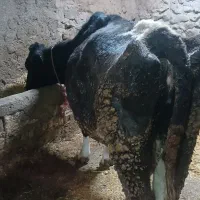 فروش گاو شیری ۷ماه ابستن ۶۰۰کیلو