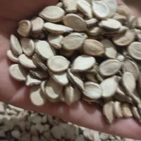 تخم هندوانه کیلویی ۴۵۰ هزار