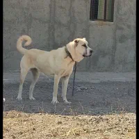 سگ توله ماده سرابی 6 ماهه