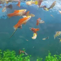 ماهی گوپی آکواریوم