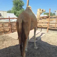 شتر زه اول با کوات نر|حیوانات مزرعه|قشم, |دیوار