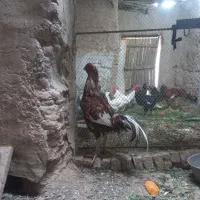 خروس لاری 4دنگ. جوجه هه هنوز