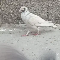 پرندع کبوتر|پرنده|شیروان (خراسان), |دیوار