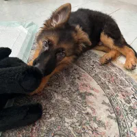 واگذاری سگ‌ژرمن شپرد