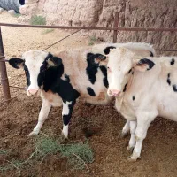 گوساله ماده|حیوانات مزرعه|بردسیر, |دیوار
