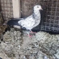 3تا کفتر. مامله با یه جفت گوک