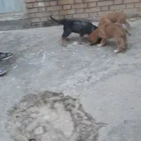 توله ژرمن شپرد|سگ|پاکدشت, پاکدشت (مامازند)|دیوار