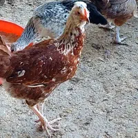 مرع اصیل شمالی|حیوانات مزرعه|چابکسر, |دیوار