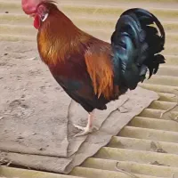 خروس|حیوانات مزرعه|کارون, |دیوار