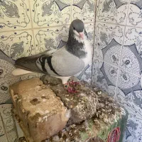 سه عدد کفتر نر|پرنده|کازرون, |دیوار