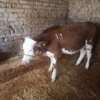 گوساله‌ماده‌سیمینتال