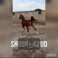 اسب عرب کره ۲/۵سال|اسب و تجهیزات اسب‌سواری|تهران, ایران|دیوار