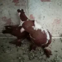 دوجفت ککیلی|پرنده|اردبیل, |دیوار