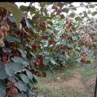 کیوی|خدمات باغبانی و درختکاری|فومن, |دیوار