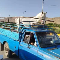 خرید و فروش اسب بصورت نقدی|اسب و تجهیزات اسب‌سواری|شیراز, اکبر آباد|دیوار