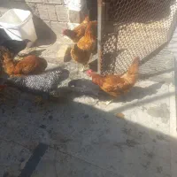 مرغ و  خروس