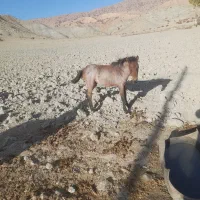 فروشی|اسب و تجهیزات اسب‌سواری|شیروان (خراسان), |دیوار