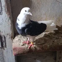 کبوتر|پرنده|گمیشان, |دیوار