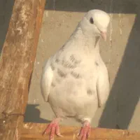 کفتر‌پرشی