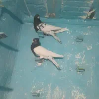 نر ماده سر سیاه