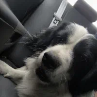 سگ یافته شده