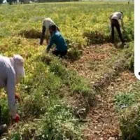 یه اکیب 15نفر دارم برا کار|خدمات باغبانی و درختکاری|دهگلان, |دیوار