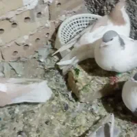 تربت جام احمد آباد صولت