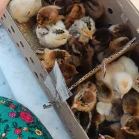 جوجه گلپایگان یک روزه بدون تلفات تضمینی|حیوانات مزرعه|ماسال, |دیوار