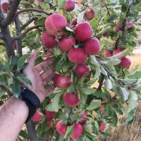 باغ زیبا میوه و سیفی جات کیاسر|فروش زمین و ملک کلنگی|کیاسر, |دیوار