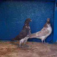 کفتر ۱۱تا غریب گیری|پرنده|ری, سرتخت|دیوار