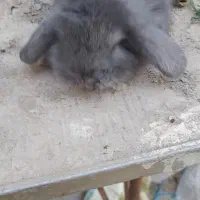 خرگوش لپ