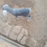 بره شیری ماده
