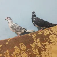 کبوتر|پرنده|خاش, |دیوار