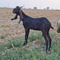 چپش پاکستانی اصل