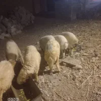 شک ورن داشتی،با چن تا بره