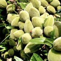 انواع نهال گردو و بادام در نهالستان پالیز