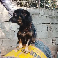 سگ پا کوتاه