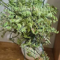 درخته بهار نارنج و درختچه فردوس|گل و گیاه طبیعی|ارومیه, |دیوار