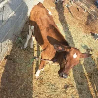 گاو|حیوانات مزرعه|بندرعباس, |دیوار