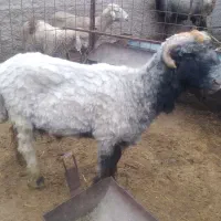 فروش یک راس قوچ جوان