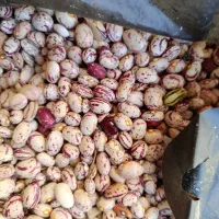 لوبیا چیتی لوبیا قرمز مال کاشت امسال|خوردنی و آشامیدنی|کمیجان, |دیوار