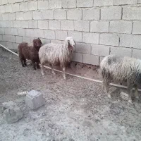 ئ راس میش زایده و نر