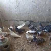 کفتر