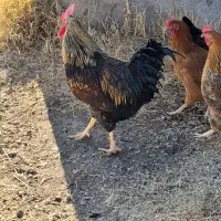 خروس بالای یک سال