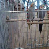 عروس هلندی مولد ۲ساله آماده جفت|پرنده|پرند, فاز ۴|دیوار