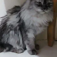 گ ر ب ه ن ژ ا د دار