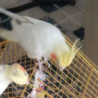 عروس هلندی