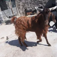 فروش کهرچکل